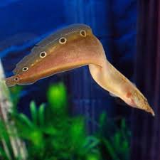 Peacock Eel Freshwater Eels For Aquariums Aquarium Fish Cool Fish Fresh Water Fish Tank