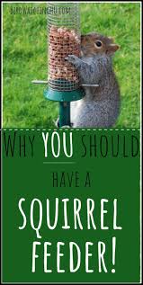 Bird Feeder Protection From Squirrels Squirrel Feeders The Best Of 2020 6 Total Bird Watching Hq In 2020 Squirrel Feeders Squirrel Feeder Squirrel Feeder Diy