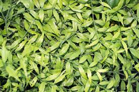 Image result for Thunbergia crispa