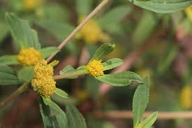 Image result for Flaveria trinervia