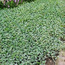 Image result for Dichondra