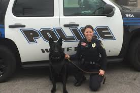 Waite Park Police Dog Parker Received A New Protective Vest From Vested Interest In K9 S Which Is A Non Profit Organization Out Police Dogs Police Non Profit