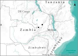 Image result for Chlorophytum delicatulum