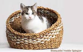 Imidacloprid 40 mg/moxidectin 4 mg (0,4 ml pipette) katzen über 4kg: Entwurmung Katze Wie Oft Und Warum Tierschutzliga Katzenratgeber