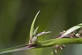 Image result for Scleria mikawana