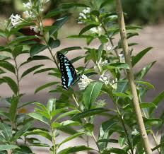 How to grow raat ki rani plant from cutting ▻ new ruclip channel par subscribers lenay ka tarika! Din Ka Raja Aur Uski Praja The Butterfly Diaries