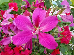 Image result for Bauhinia purpurea