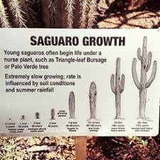 55 Best Cacti Images Cactus Cactus Plants Cacti Succulents