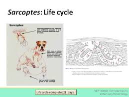 Image result for Sarcoptes scabiei life cycle