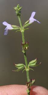 Image result for Salvia stenophylla