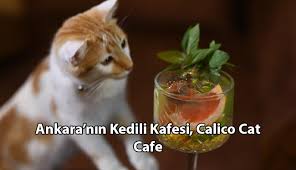 Ankara Da Kedicilerin Kedilerle Bulusma Mekani Calico Cat Cafe Doga Simsek Kedici Kedi Kultur Dergisi