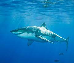 Maintenant, les cas d'attaques sont très faibles mais même un coup de queue peut entraîner de graves dommages alors il faut faire très. Ou Se Trouvent Les Requins Les Plus Dangereux Dans Le Monde Reponse A Tout