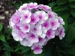 Elizabeth Marsh Floral Design Phlox Flower It S Meaning Growing Conditions And Source