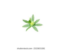 Image result for Enydra fluctuans