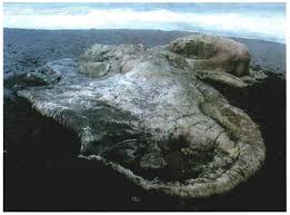 Implanted electrodes let researchers steer the animal over an obstacle course, making it twist, turn and even jump on demand. Globsters When Sea Monsters Wash Ashore Amusing Planet