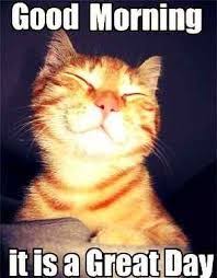 Click on any picture to see comments/credits. 210 Funny Images Collections Ideas Funny Images Funny Funny Pictures