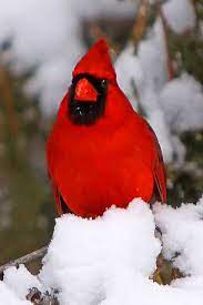 Funny Wildlife Funnywildlife Northern Cardinal Cardinalis Animals Amazing Beautiful Birds Wild Birds