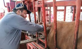 Prohíben movilizar animales enfermos para contener gusano barrenador