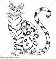 Cat coloring pages are fun, but they also help kids develop many important skills. Sitting Cat Breed Vector Photo Free Trial Bigstock