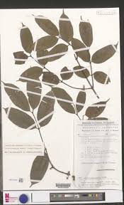 Image result for Landolphia incerta