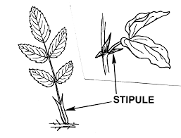 Plant Morphology Diagram Google Search Home Decor Decals Diagram Plants