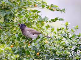 Image result for Cassinopsis ilicifolia