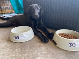Loved by dogs and humans, our supplements are guaranteed to make pups thrive: The Cause Team Godwin Foundation