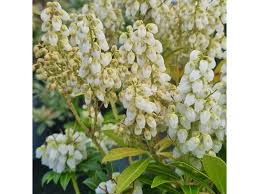 Image result for Pieris japonský debutante obrázek