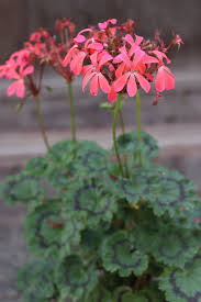 Image result for Pelargonium domesticum round-leaved bushy