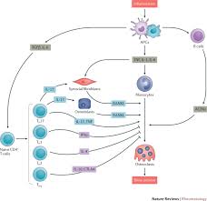 Updating osteoimmunology: regulation of bone cells by innate and adaptive  immunity