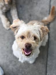 My Abby—Hello from Southern CA ❤️🐶❤️