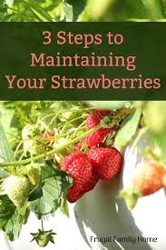 How To Clean Up A Strawberry Bed In The Spring Strawberry Beds Strawberry Plant Care Strawberry