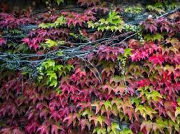 This boston ivy plant is perhaps the best and most popular vine for use on stone walls and buildings. Boston Ivy Propagation Taking Cuttings From Boston Ivy Plants