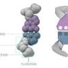 Using meiosis and crossovers, create 'designer' fruit fly offspring with desired trait combinations. 1