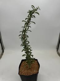 Image result for Sesamothamnus lugardii