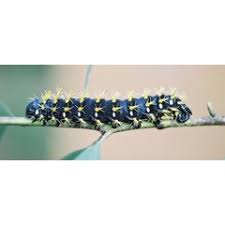 Image result for Bridelia duvigneaudii