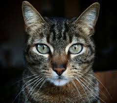 When you are ready contact the cat breeders rescues. Tabby Cats For Adoption Tabby Cat Rehoming