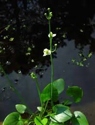 Image result for Caldesia parnassifolia