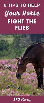 6 Fly Control Tips To Try This Summer Horses Horse Care Fly Control
