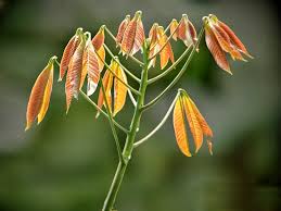 Image result for Hevea brasiliensis