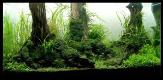 Planted Aquarium Substrate Aquarium Landscape Planted Aquarium Nature Aquarium