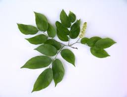 Image result for Crudia