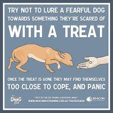 Treating phobias takes patience, time, and consistency. Why You Shouldn T Lure A Fearful Dog With Treats