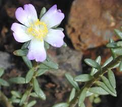 Image result for Portulaca centrali-africana