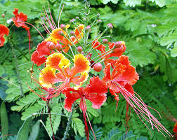 Liliana Usvat Reforestation And Medicinal Use Of The Trees Mexican Trees Royal Poinciana