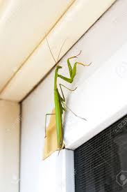 So, the praying mantis symbolizes the importance of meditating and sticking to good resolutions. Praying Mantis Insect In Nature As A Symbol Of Green Natural Stock Photo Picture And Royalty Free Image Image 45610925