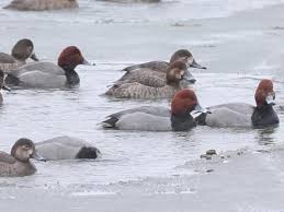 Redhead katka playing underwater 8 min. Redhead Identification All About Birds Cornell Lab Of Ornithology