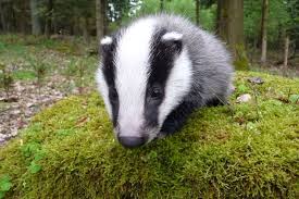 Tasso Dachse Graben Im Wald Unterirdische Bauten Wo Sie Zum Teil Uber Wilde Tiere Susseste Haustiere Dachse