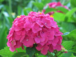 Hydrangea Parc De La Ciutadella Barcelona Spain Photography By Andrea Arbit Plants Garden Photography Flowers Nature Pink Gre Plants Flowers Garden