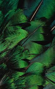 emerald feathers green aesthetic green inspiration shades of green